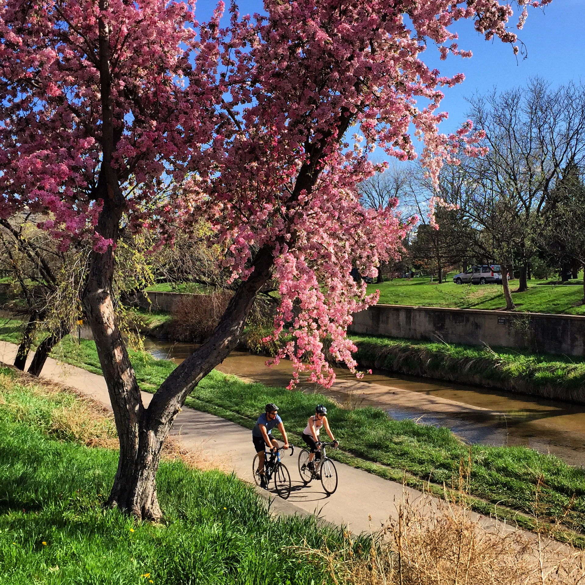 Cyclists on the Cherry Creek path under cherry blossoms